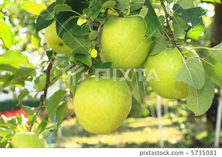 王林 王林 5735081