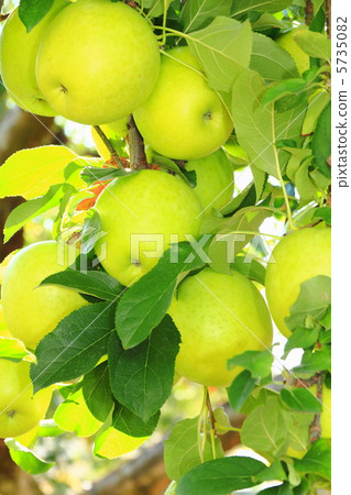 王林 王林 5735082