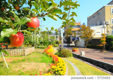 Apple row of apples 5735083