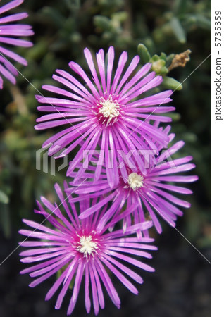 Livingston Daisy 5735359