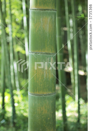 竹子 5735366