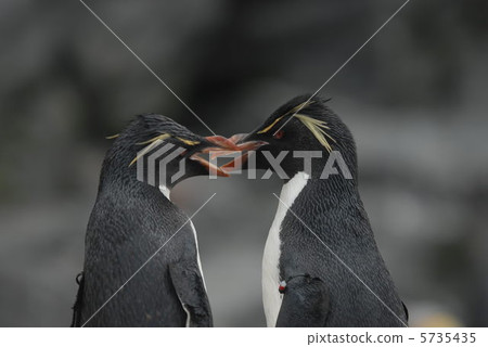 Iwatobi penguins 5735435