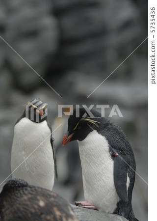 Iwatobi penguins 5735436