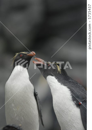 Iwatobi penguins 5735437