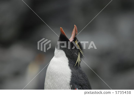 Iwatobi penguins Iwatobi penguins 5735438