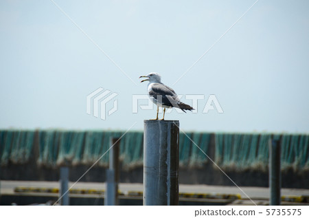 Female cat Female cat 5735575