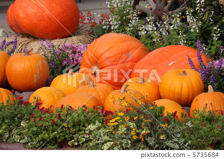 pumpkin pumpkin 5735684