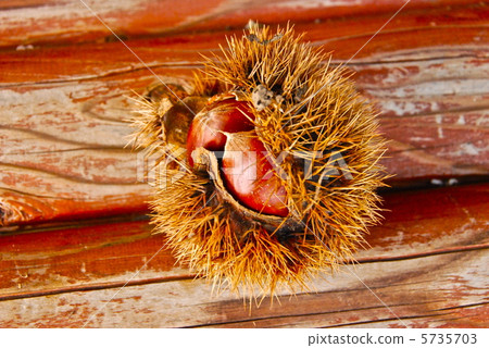 Autumn taste ~ chestnut (Fukaya city, Saitama Prefecture) 5735703