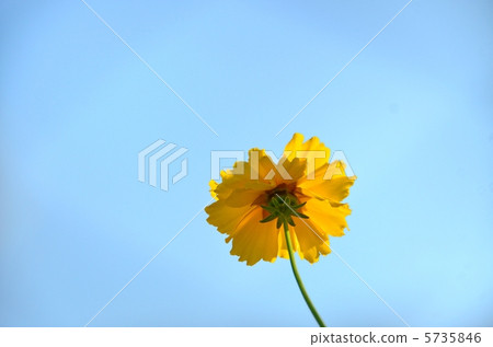 Yellow flowers and blue sky Yellow flowers and blue sky 5735846