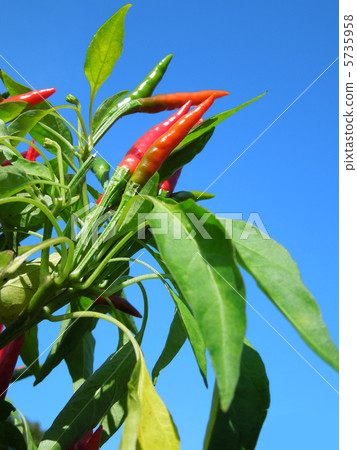 Red peppers Red peppers 5735958