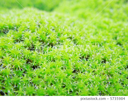 Moss Moss 5735984