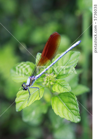 Japanese black strawberry Japanese black strawberry 5736038