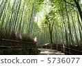  竹林 5736077