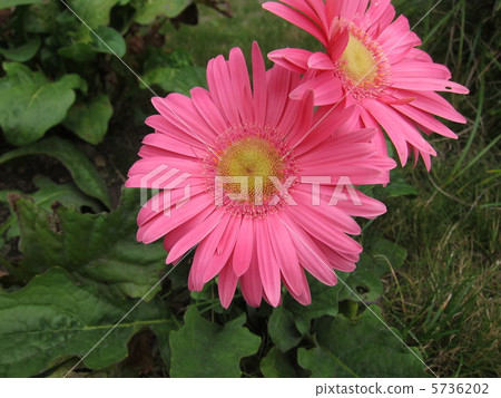 雛菊 雛菊 5736202