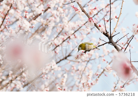 白眼 白眼 5736218