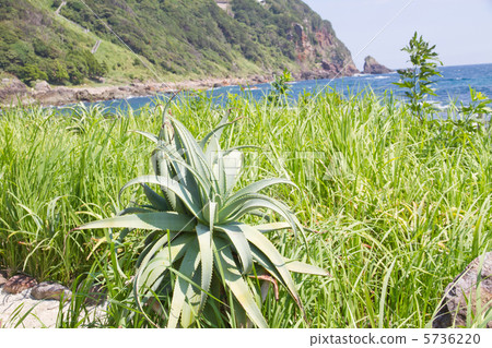 Kidachiaroe（Shirahama蘆薈村，伊豆半島） 5736220