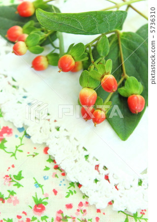 金絲桃 金絲桃 5736310