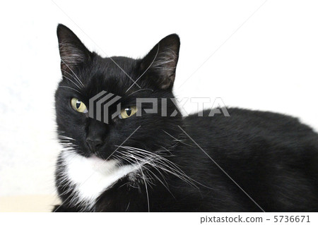 Black cat  5736671