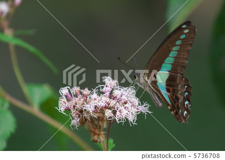 常見的青蠅 5736708