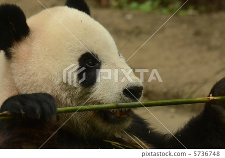 Giant Panda_2 Giant Panda_2 5736748