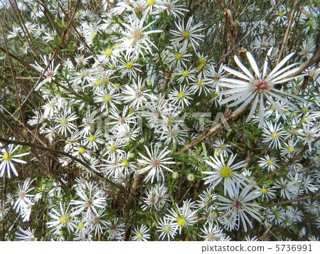 Peacock Astar (Peacock Aster) 5736991