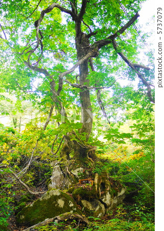 雨衣高原結婚樹 5737079