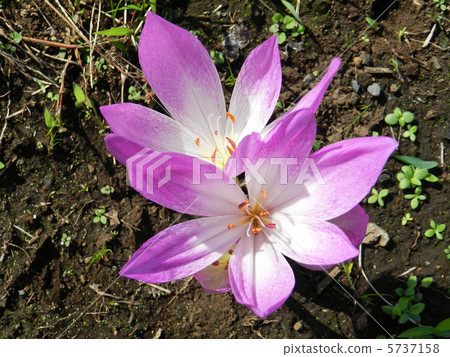 Corticam（狗藏紅花） 5737158