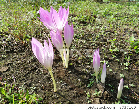 Corticam（狗藏紅花） 5737160