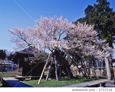 Naka Sakura Corridor，Yakushi Sakura 5737216