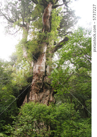 屋久島繩紋雪松 屋久島繩紋雪松 5737227
