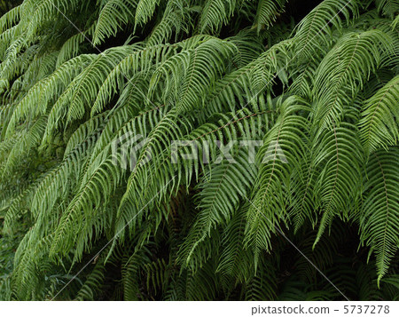 Green wall Green wall 5737278