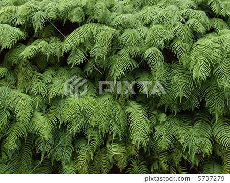 Green wall Green wall 5737279