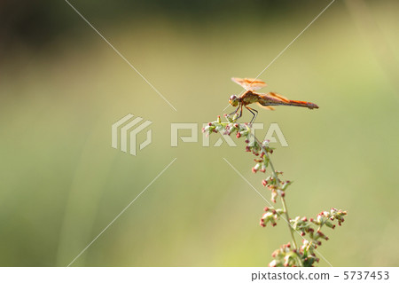 Miyama Macane 5737453