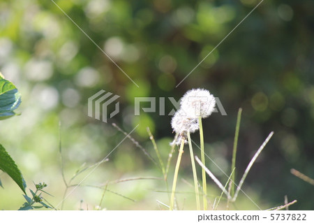 蒲公英 5737822