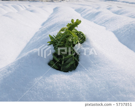 Snow and radish Snow and radish 5737851