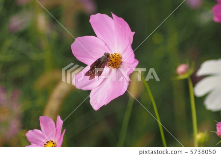 Light pink cosmos and cetacean butter (closeup) 5738050