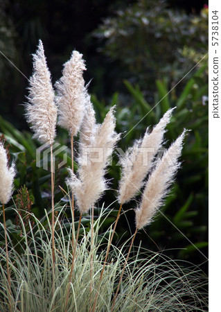 Panpasugurasu 5738104