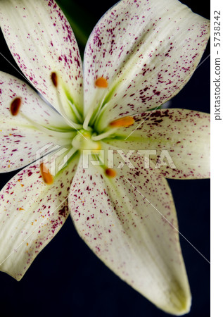 百合maculatum 5738242