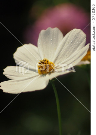 純白色的波斯菊在雨中濕(特寫) 純白色的波斯菊在雨中濕(特寫) 5738366