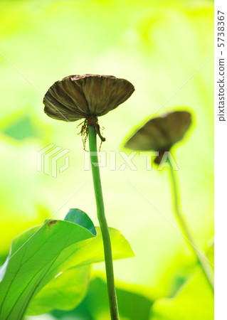 蓮花真的 5738367