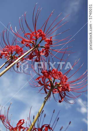 Cluster amaryllis Cluster amaryllis 5740031