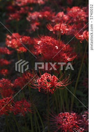 Cluster amaryllis Cluster amaryllis 5740032