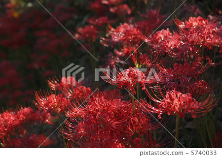 Cluster amaryllis Cluster amaryllis 5740033