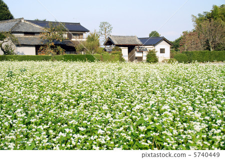 蕎麥花 蕎麥花 5740449