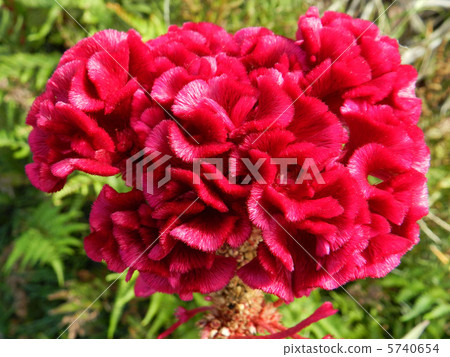 Tosaka Kaitou(雞冠雞頭) Tosaka Kaitou(雞冠雞頭) 5740654