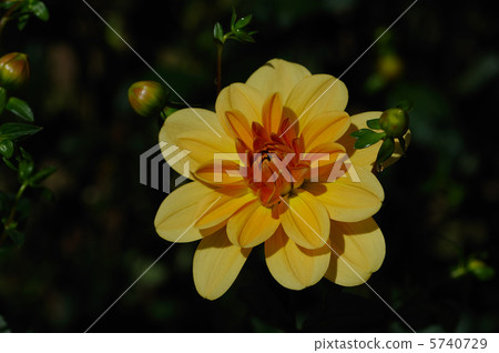 Dalia's small boat 5740729