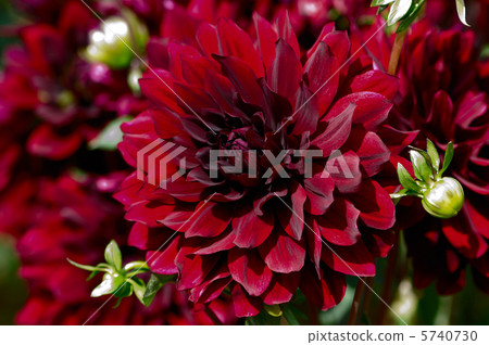 Dahlia black butterfly 5740730