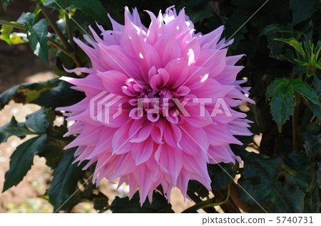 Dahlia spring 5740731