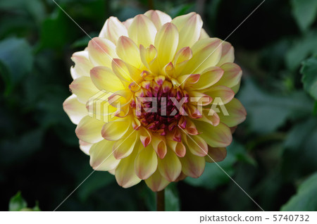 大麗花高冠 5740732