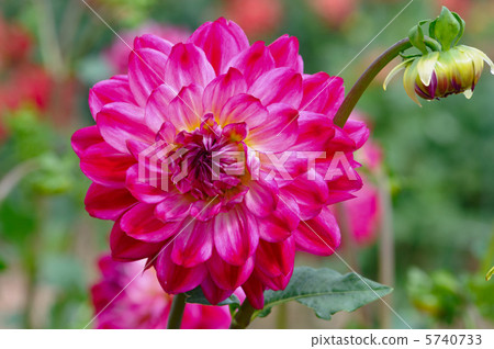 大麗花羅西生活 大麗花羅西生活 5740733